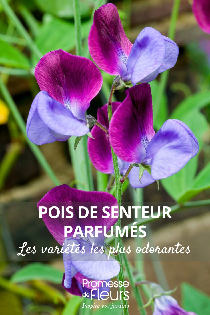 Lathyrus odoratus grandiflora