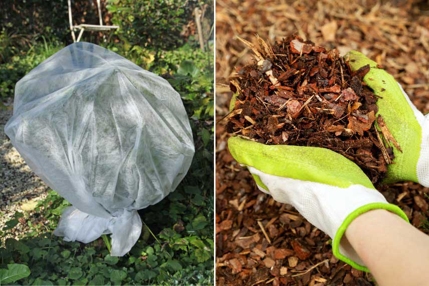 Polygala - Protection hivernale