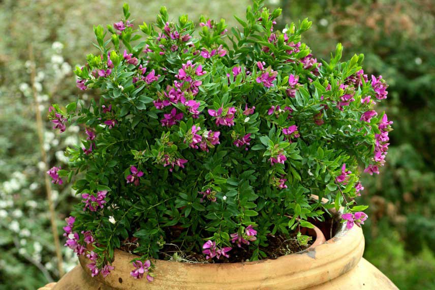 Polygala en pot