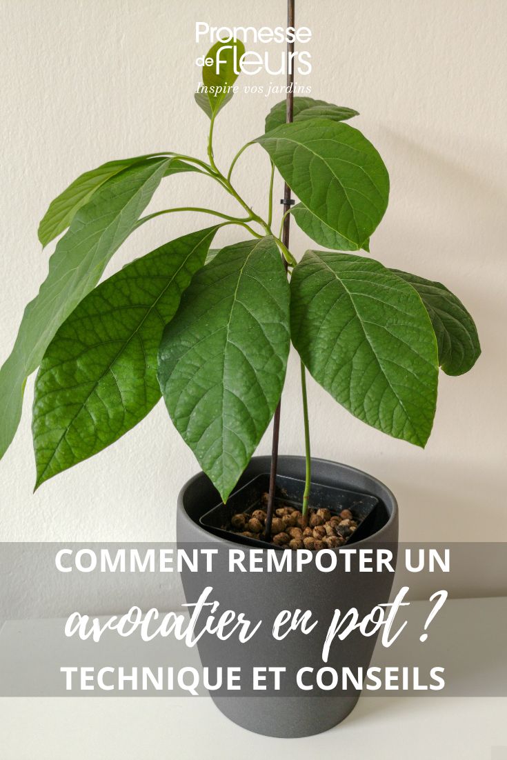 rempoter un plant d'avocat