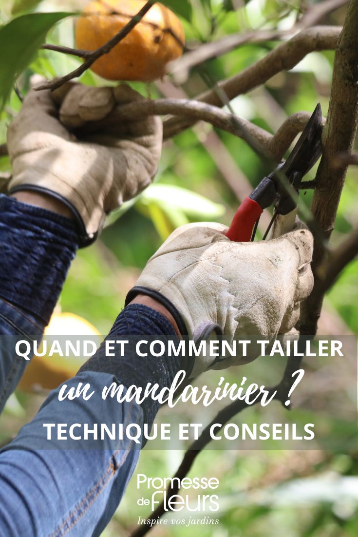 la taille d'un mandarinier