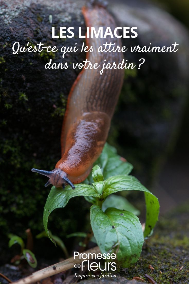 une limace au jardin