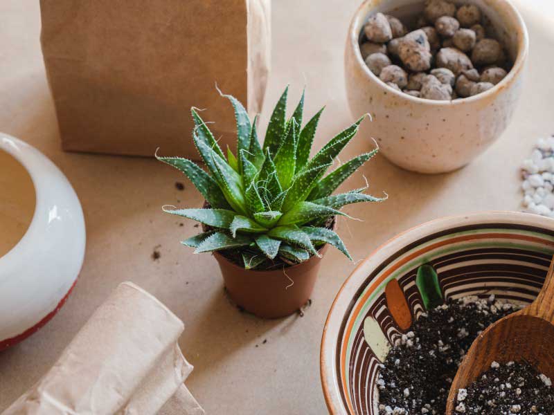 Comment rempoter une plante succulente