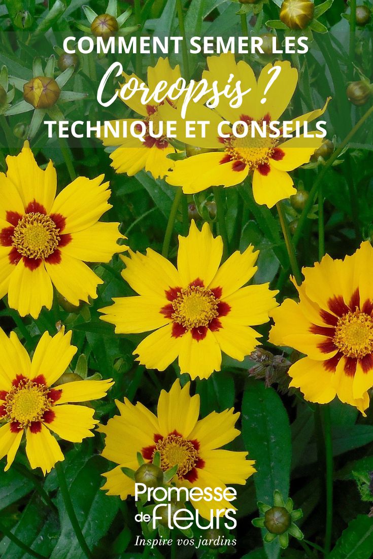 fleurs de Coreopsis