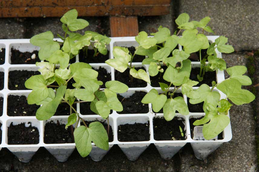 Jeunes plants d'ipomées issues d'un semis