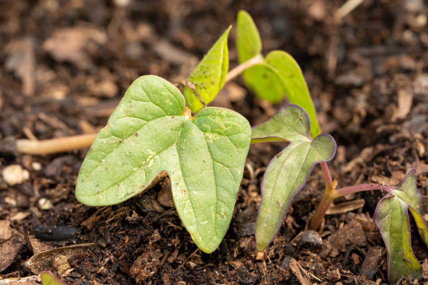 Jeune plant d'ipomée semé en pleine terre