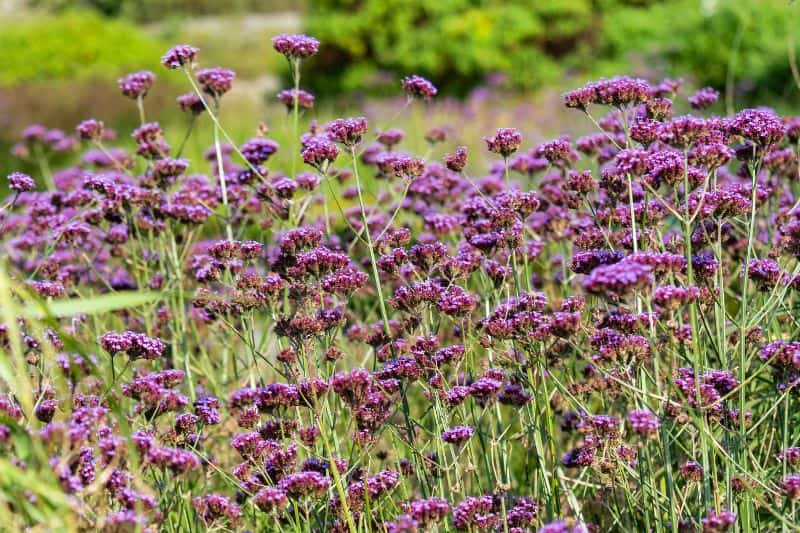 fleurs de verveine de buenos aires