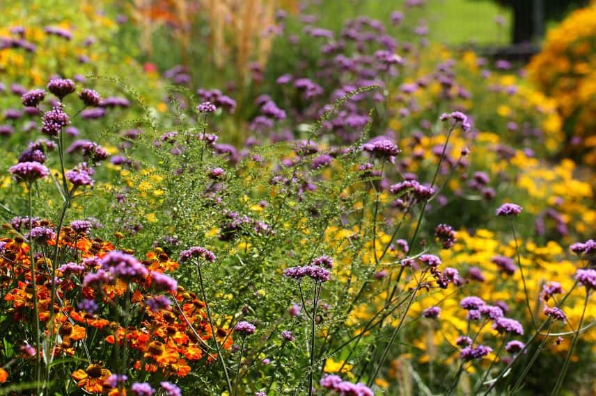 La Verbena bonariensis dans un massif de fleurs