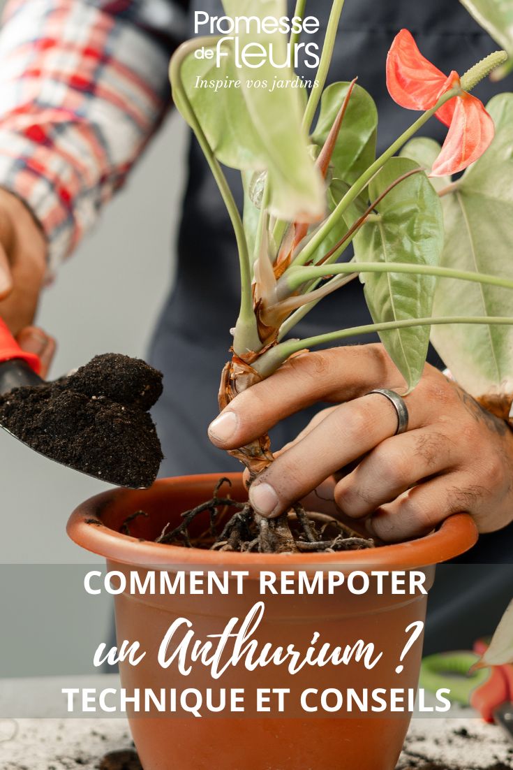 rempotage d'un Anthurium