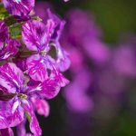 Les bisannuelles ou annuelles d’automne : à planter dès septembre au jardin !