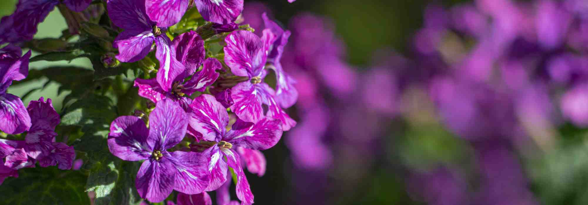 Les bisannuelles ou annuelles d’automne : à planter dès septembre au jardin !