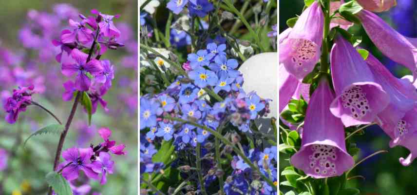 quelle plante annuelle ou bisannuelle choisir