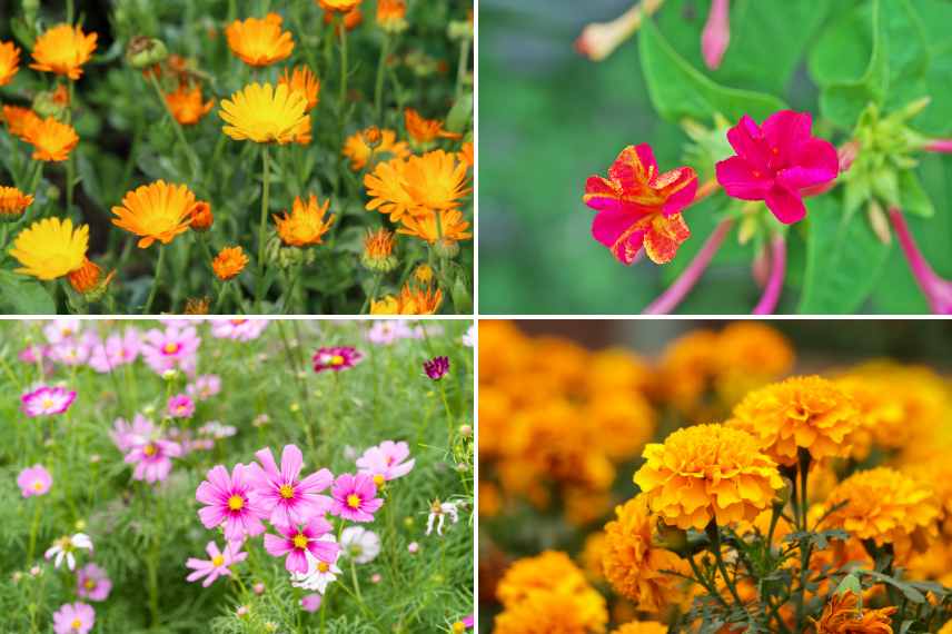 plantes annuelles fleurs longtemps