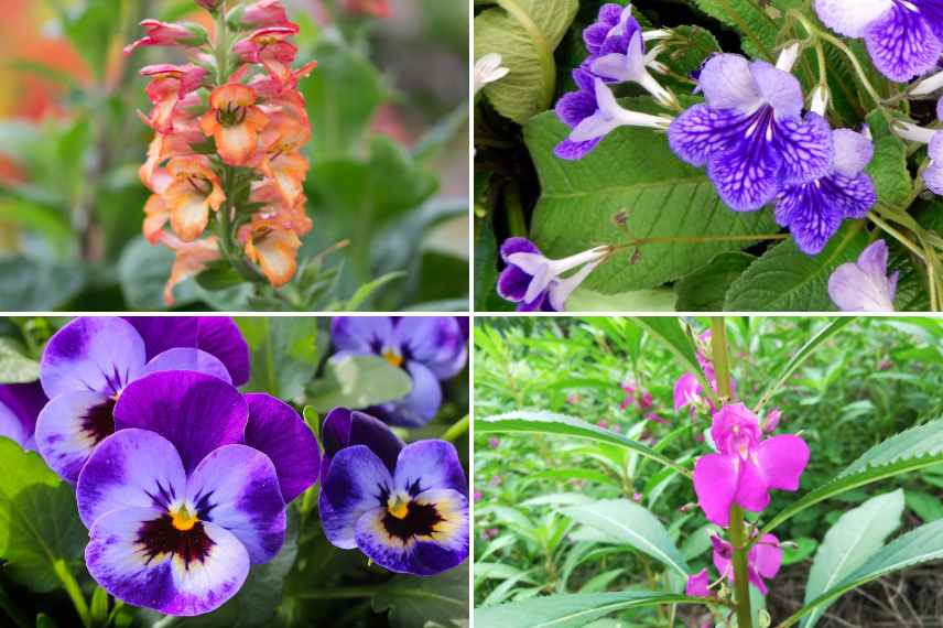 plantes annuelles longue duree ombre