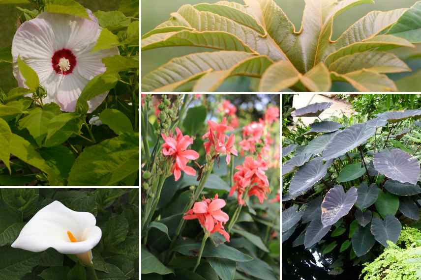 associer hibiscus moscheutos