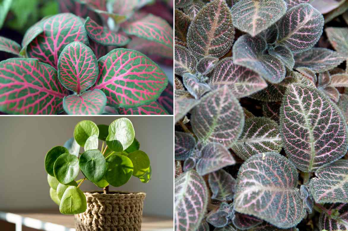 associer episcia interieur