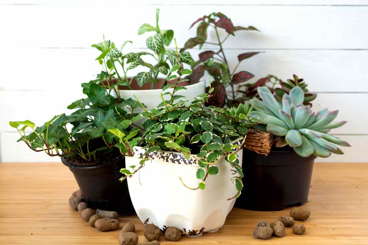 associations avec hypoestes plante ephelides