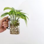 Comment bouturer facilement dans l’eau pour multiplier vos plantes ?