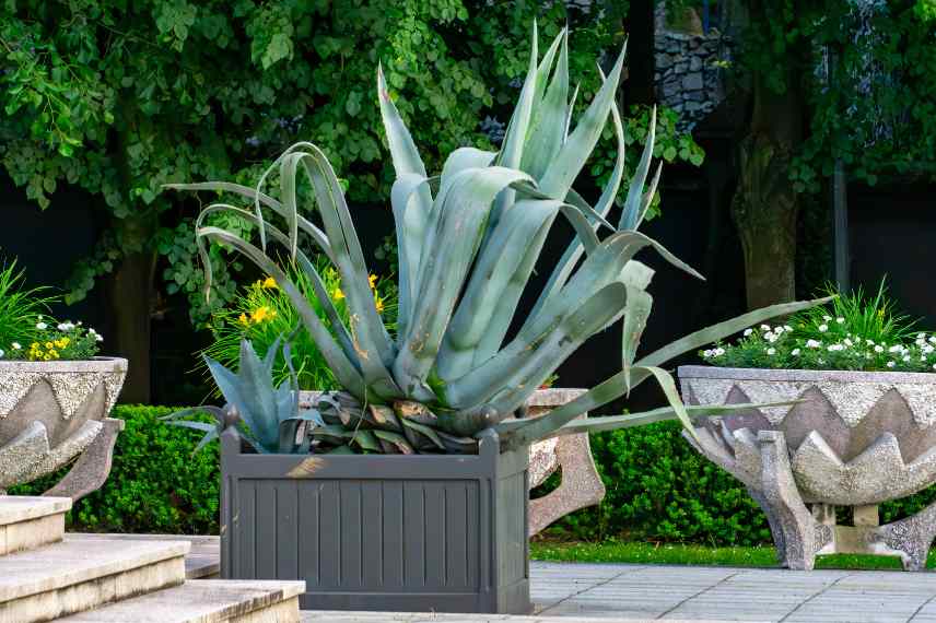 quelle plante pour pot residence secondaire