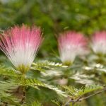 Comment semer l'Albizia pour obtenir de beaux jeunes plants ?