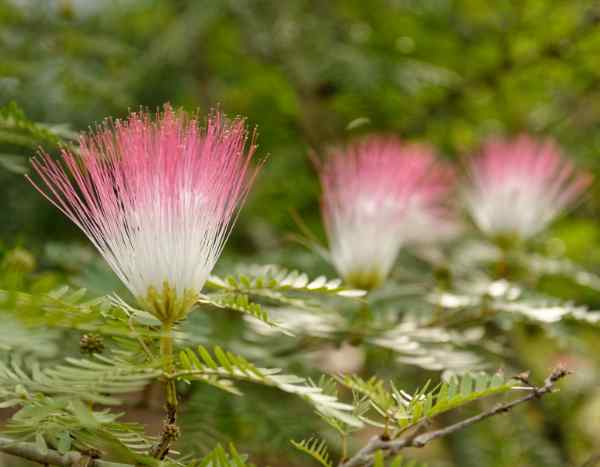 Comment semer l'Albizia pour obtenir de beaux jeunes plants ?