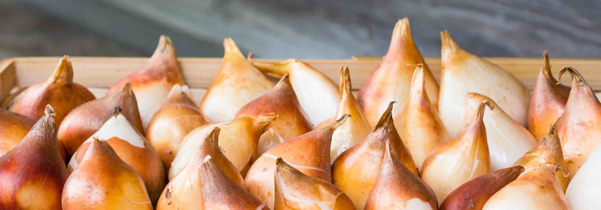 Comment bien stocker les bulbes ?