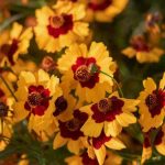Comment cultiver un coreopsis en pot ?