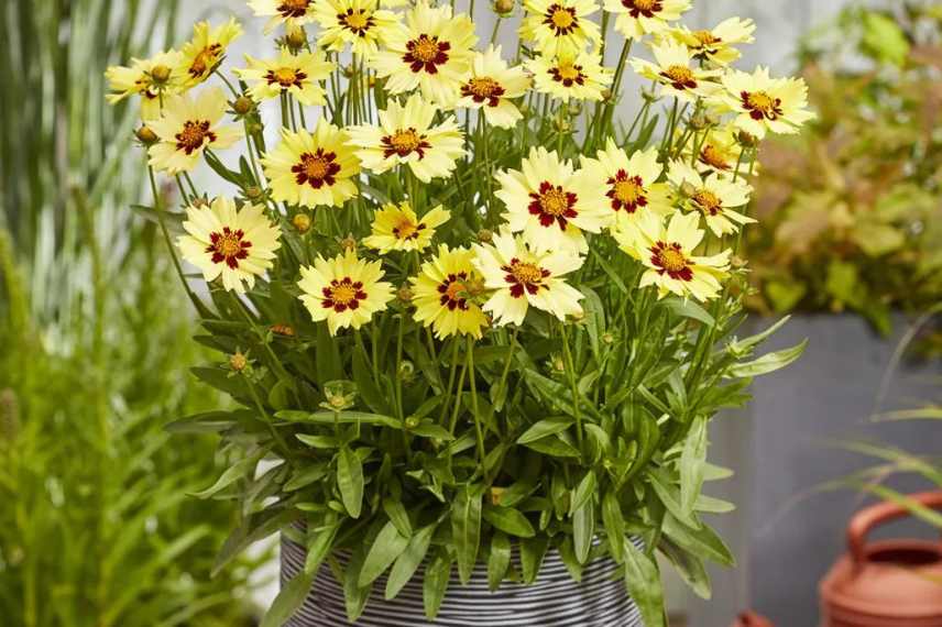 coleopsis grandiflora en pot