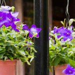 Comment cultiver un Platycodon en pot ?