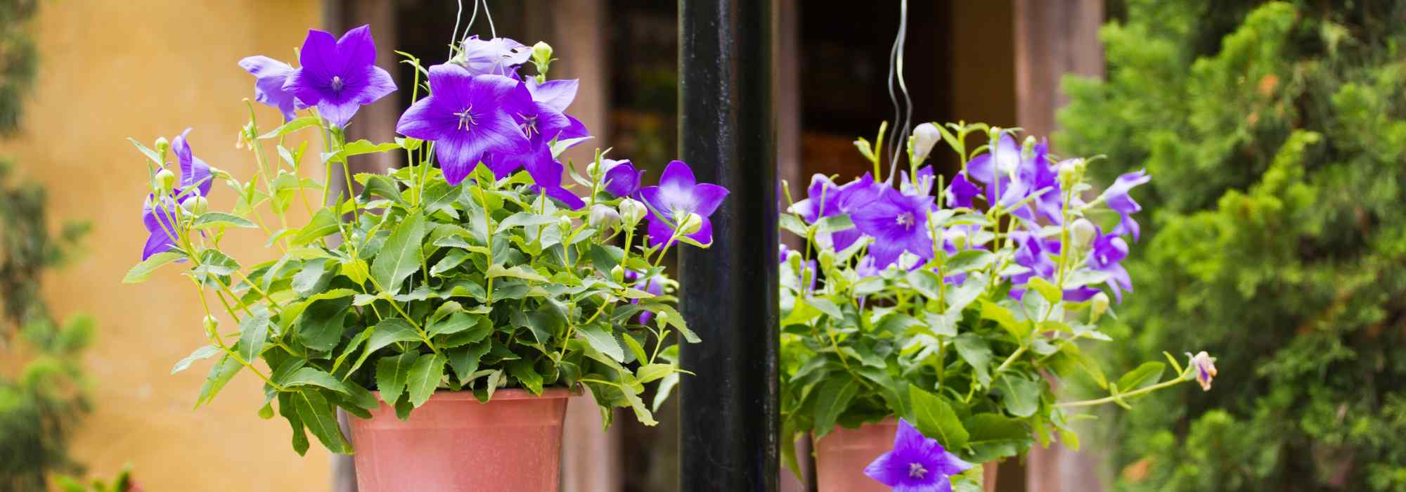 Comment cultiver un Platycodon en pot ?