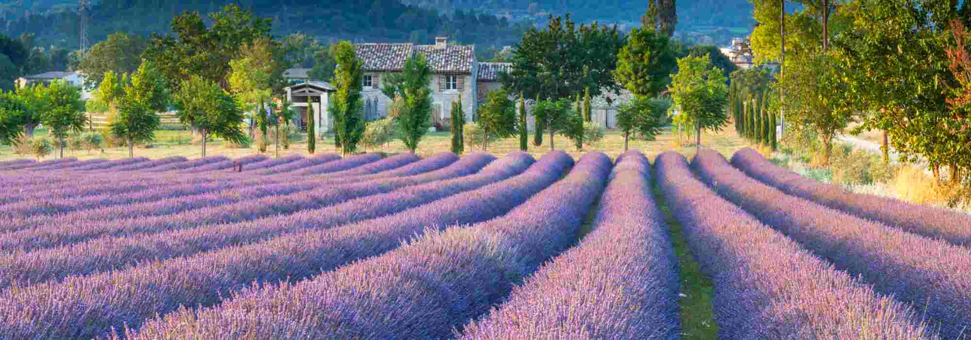 Lavande et lavandin : quelles différences ?