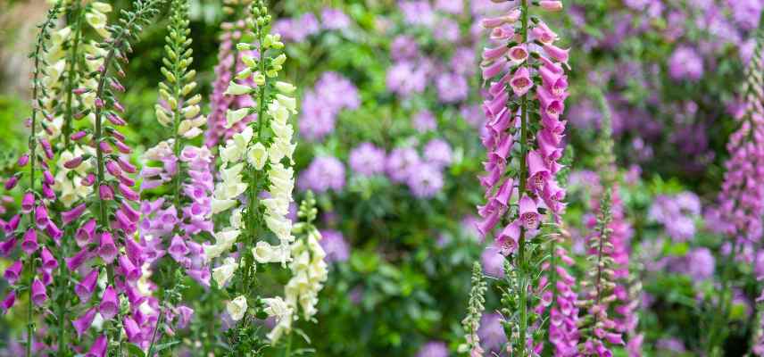 Annuelles bisannuelles pour ombre