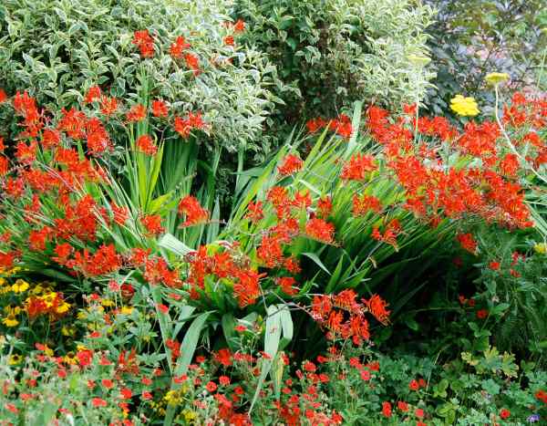 Comment entretenir et renouveler une vieille touffe de Crocosmias ?