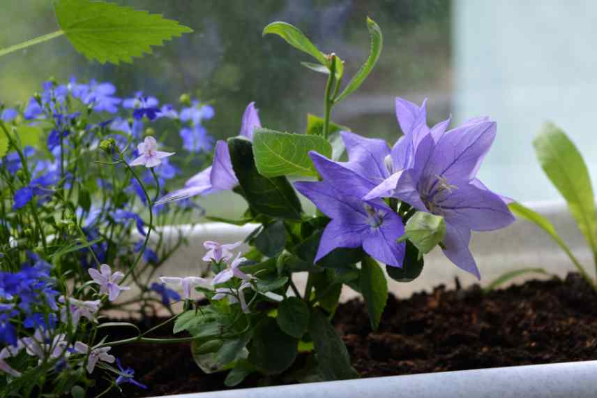 soins pour Platycodon en pot