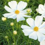 Plantes annuelles à longue floraison : profitez de massifs colorés jusqu'aux gelées