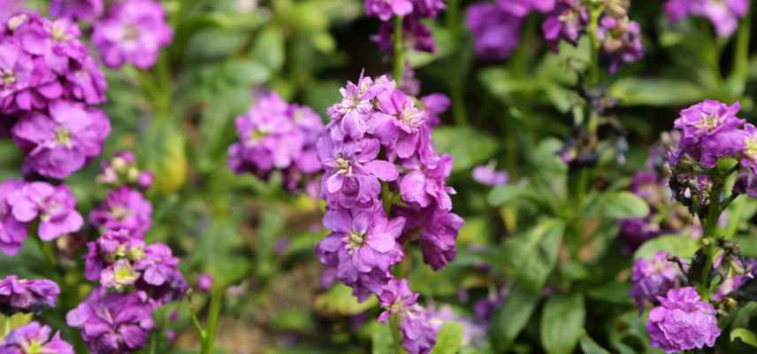Matthiola incana