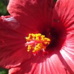 Tout savoir sur l’Hibiscus des marais, une impressionnante vivace fleurie