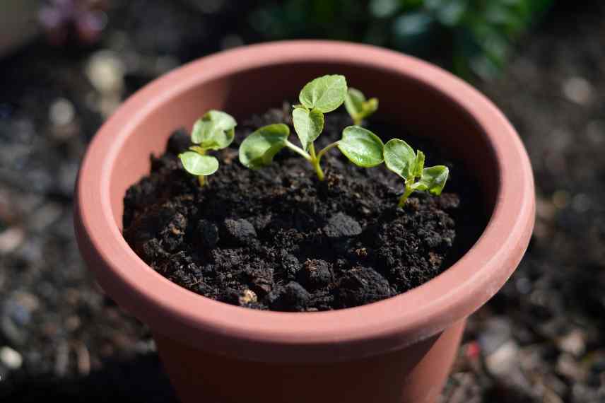 multiplier hibiscus des marais