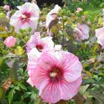 Comment cultiver un Hibiscus des marais au jardin ?