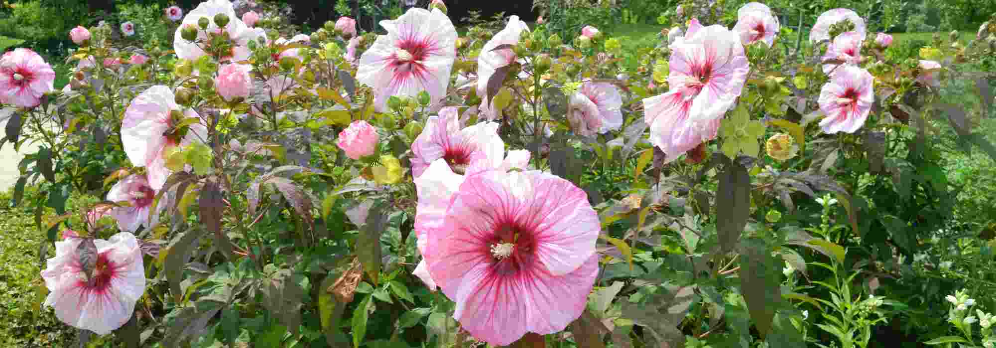 Comment cultiver un Hibiscus des marais au jardin ?