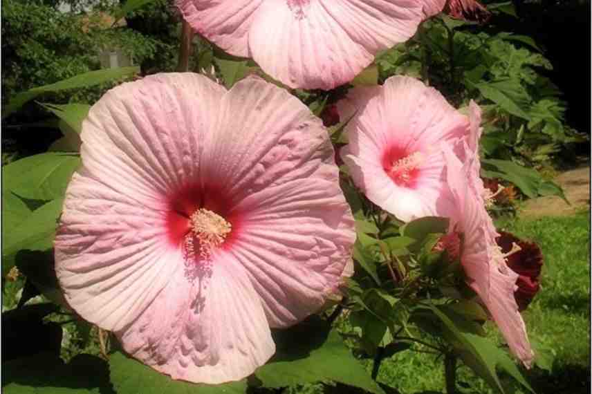 hibiscus moscheutos culture