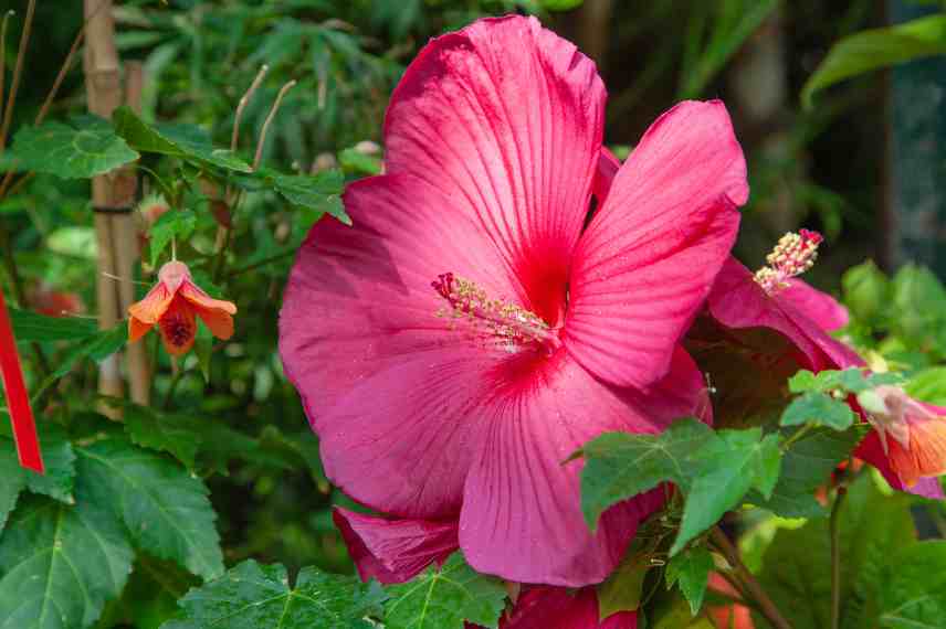 hibiscus des marais cultiver