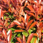 Comment booster la couleur rouge du Photinia ?