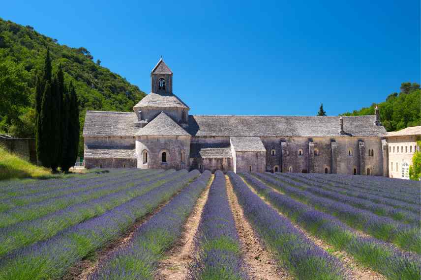 differencier lavande et lavandin