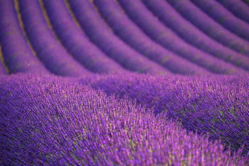 difference lavande et lavandin