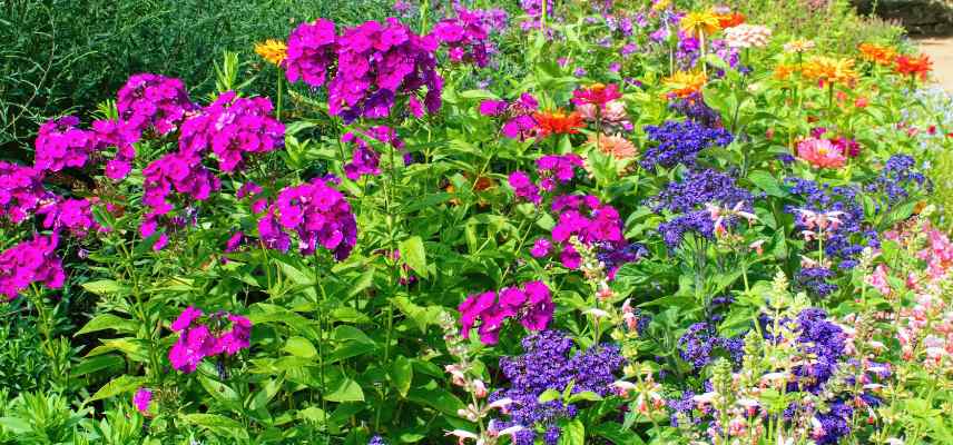 utiliser les annuelles jardin