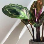 Comment multiplier facilement un Calathea ?