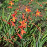 Multiplier les Crocosmias facilement : nos 2 méthodes