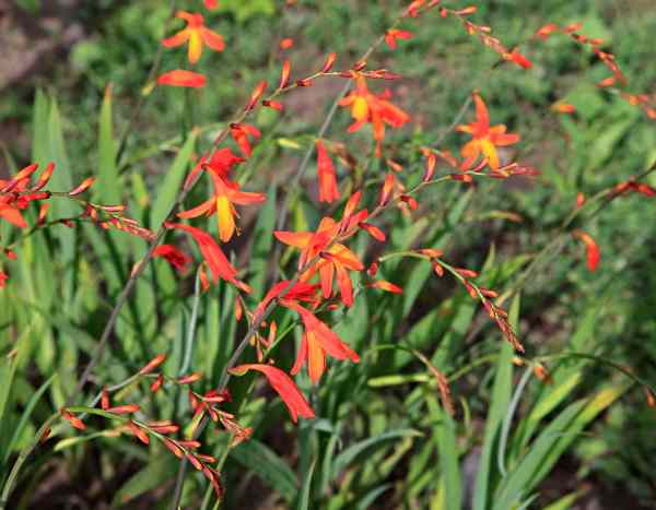 Multiplier les Crocosmias facilement : nos 2 méthodes