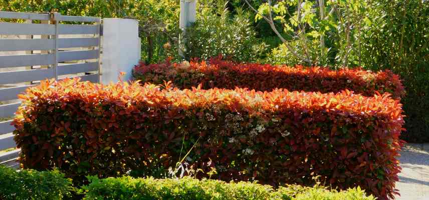 photinia rouge secret
